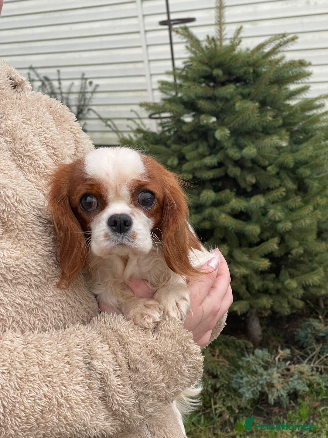 Cavalier King Charles Spaniel dogs for adoption: NOVA – Cavalier King Charles Spaniel (Female) - Advert 3