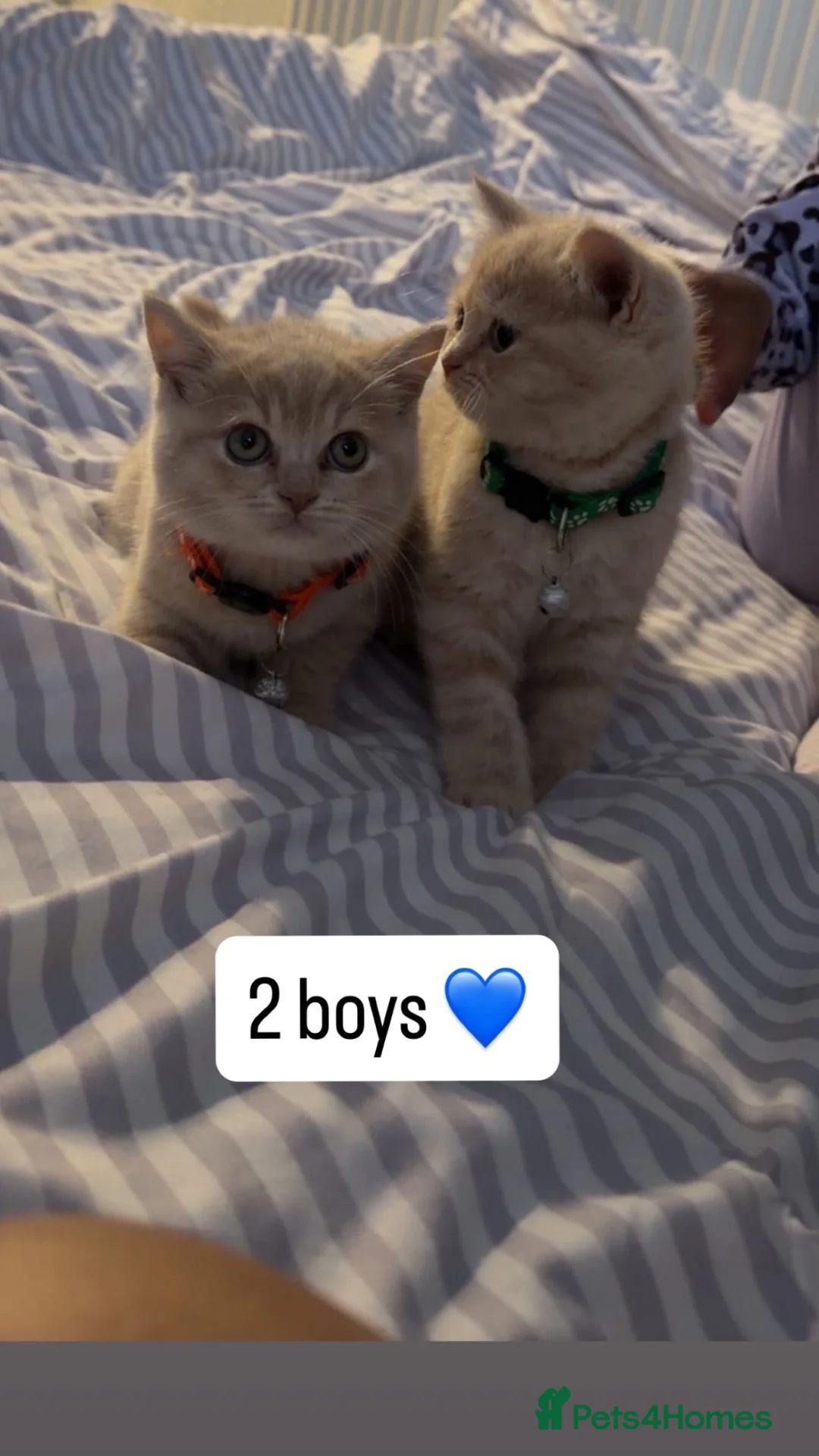 British Shorthair cats for sale: Britishshorthairs kittens  - Advert 2