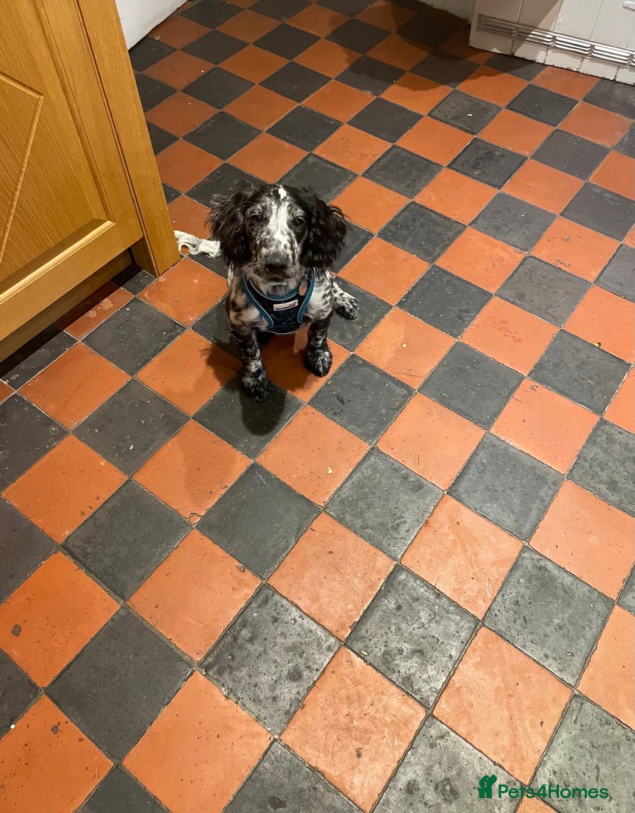 Cocker Spaniel dogs Gorgeous Cocker Spaniel Puppy - 6 months  - Advert 1