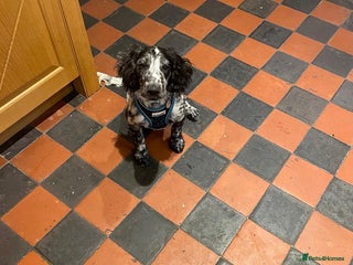 Cocker Spaniel dogs Gorgeous Cocker Spaniel Puppy - 6 months - Advert 1