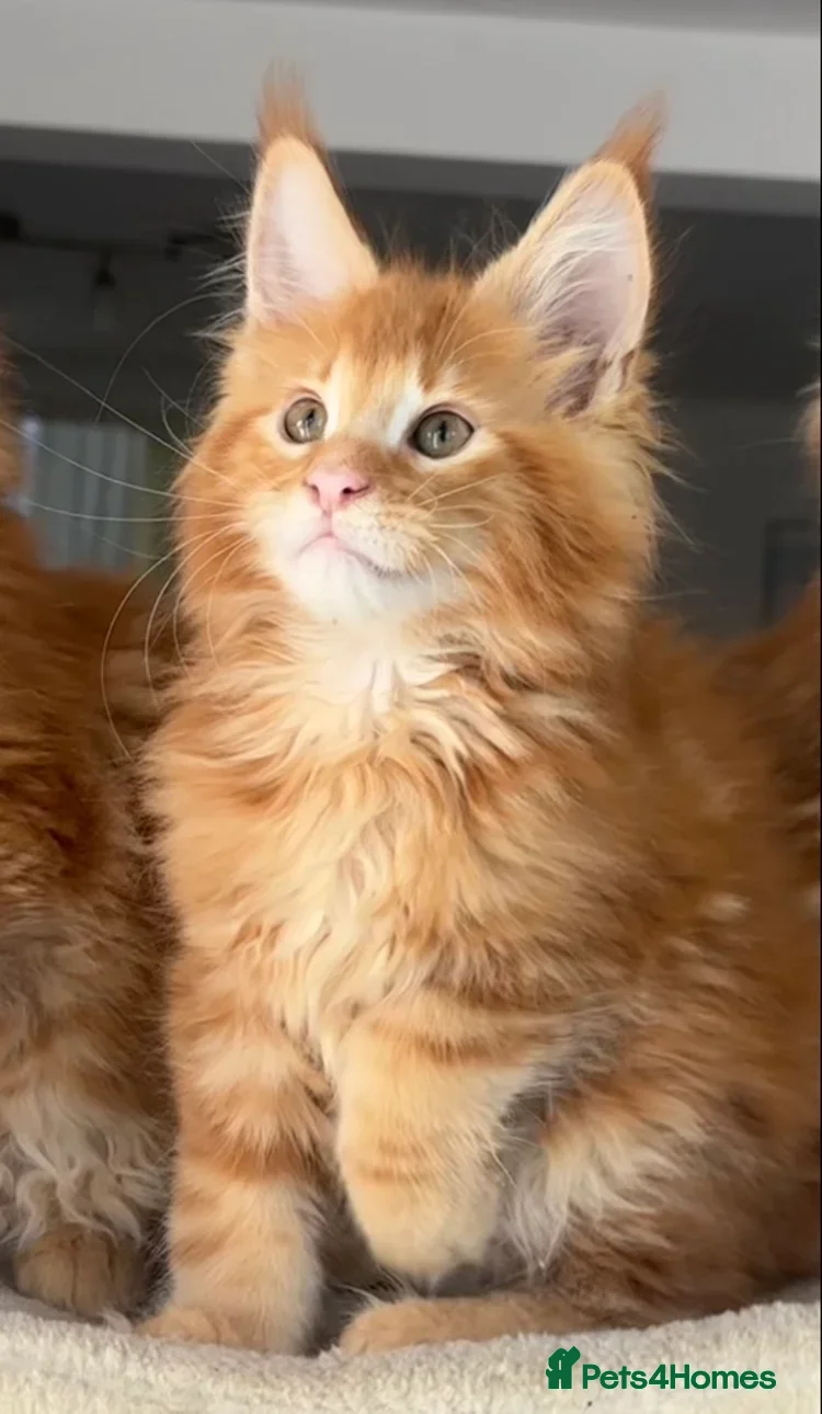 Maine Coon cats Ready Now TICA Registered Male Maine Coon Kitten - Advert 6