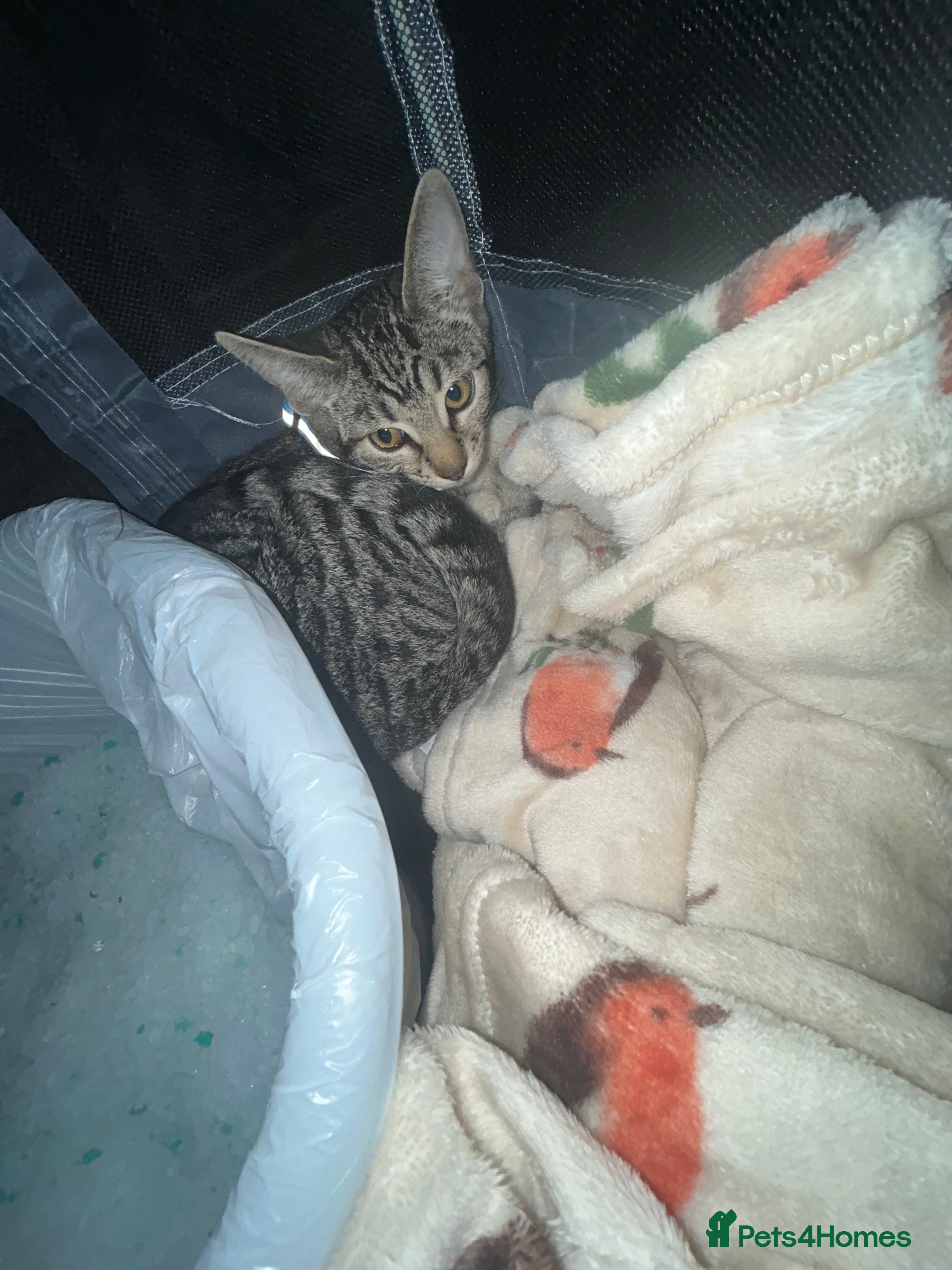 Mixed Breed cats Female kitten available 💕 - Advert 1