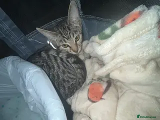 Mixed Breed cats Female kitten available 💕 - Advert 17