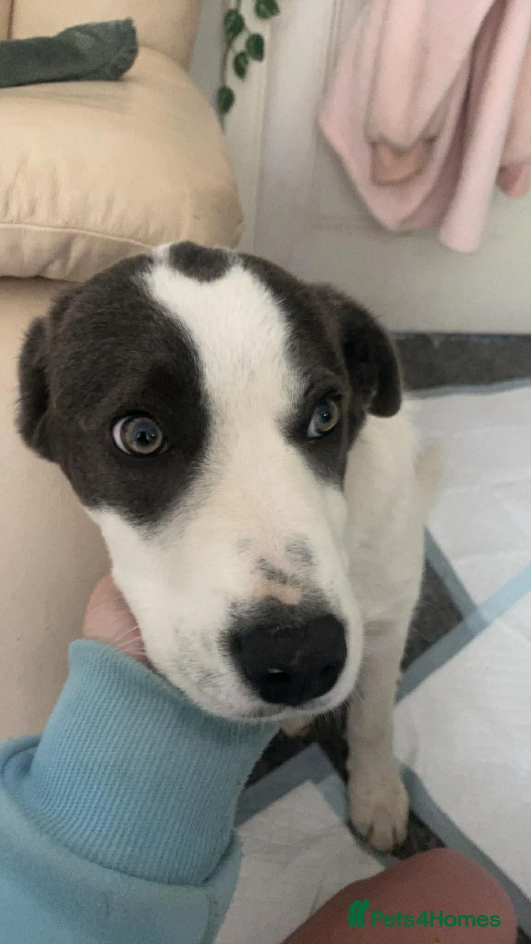 Mixed Breed dogs for adoption: Yang for adoption in Brighton - Advert 2