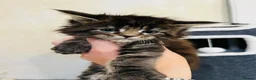 Maine Coon cats for sale: Stunning pedigree Maine coon kittens TICA - Advert 14