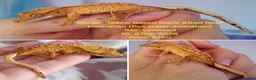 Gecko reptiles for sale: Various Crested Geckos, mixed morphs for sale  - Advert 12