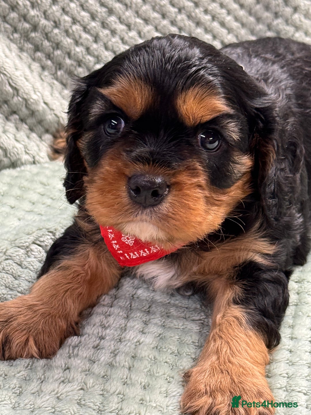 Cavalier King Charles Spaniel dogs for sale: Cavalier King Charles pups  - Advert 20