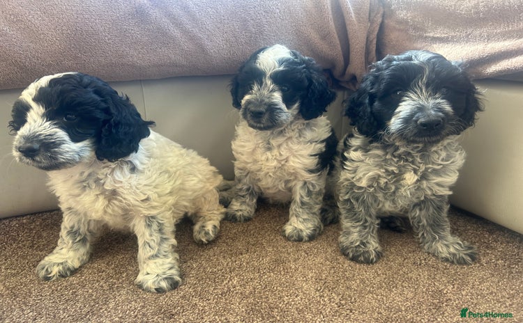 Cockapoo dogs - Advert 1