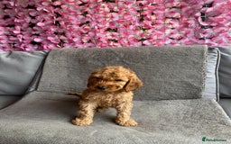 Cavapoo dogs for sale: BEAUTIFUL RED COCKERPOOS PUPPIES ready now!  - Image 4