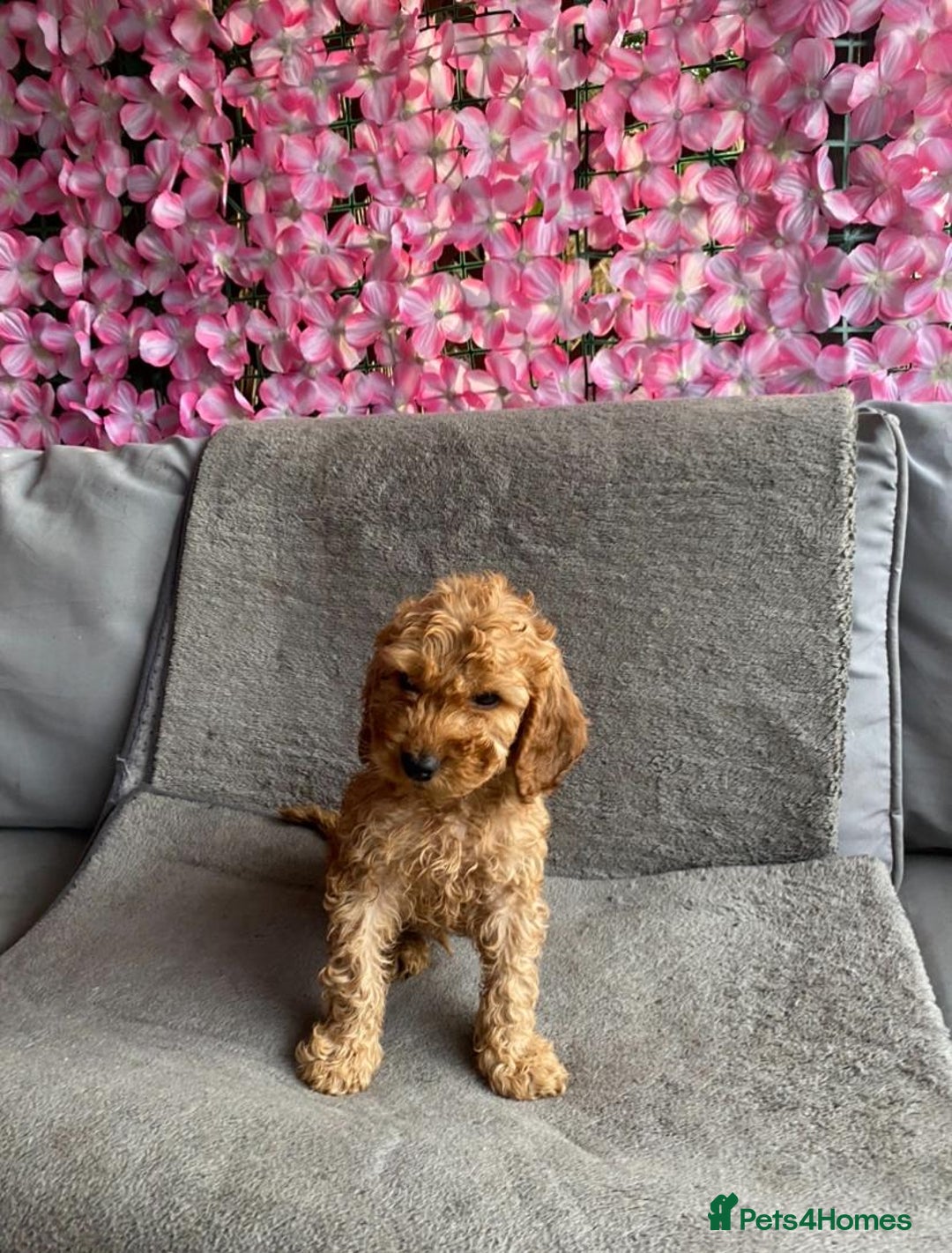 Cavapoo dogs for sale: BEAUTIFUL RED COCKERPOOS PUPPIES ready now!  - Image 4