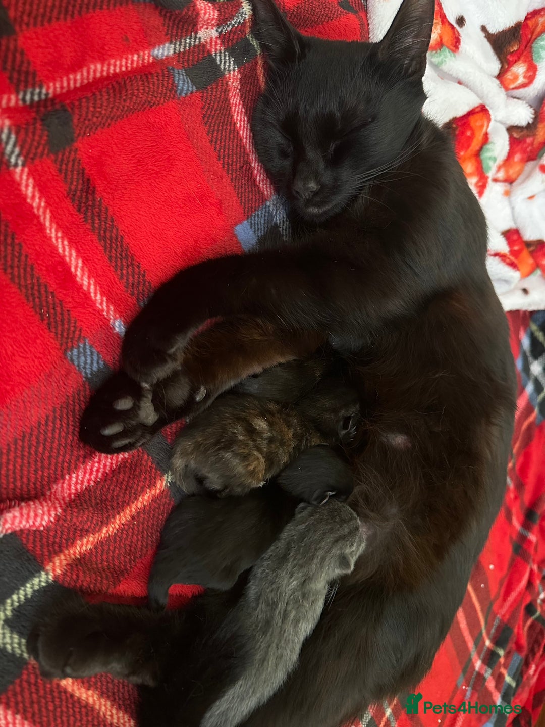 Mixed Breed cats for sale: 3 adorable mixed kittens – 2 females, 1 male - Image 3
