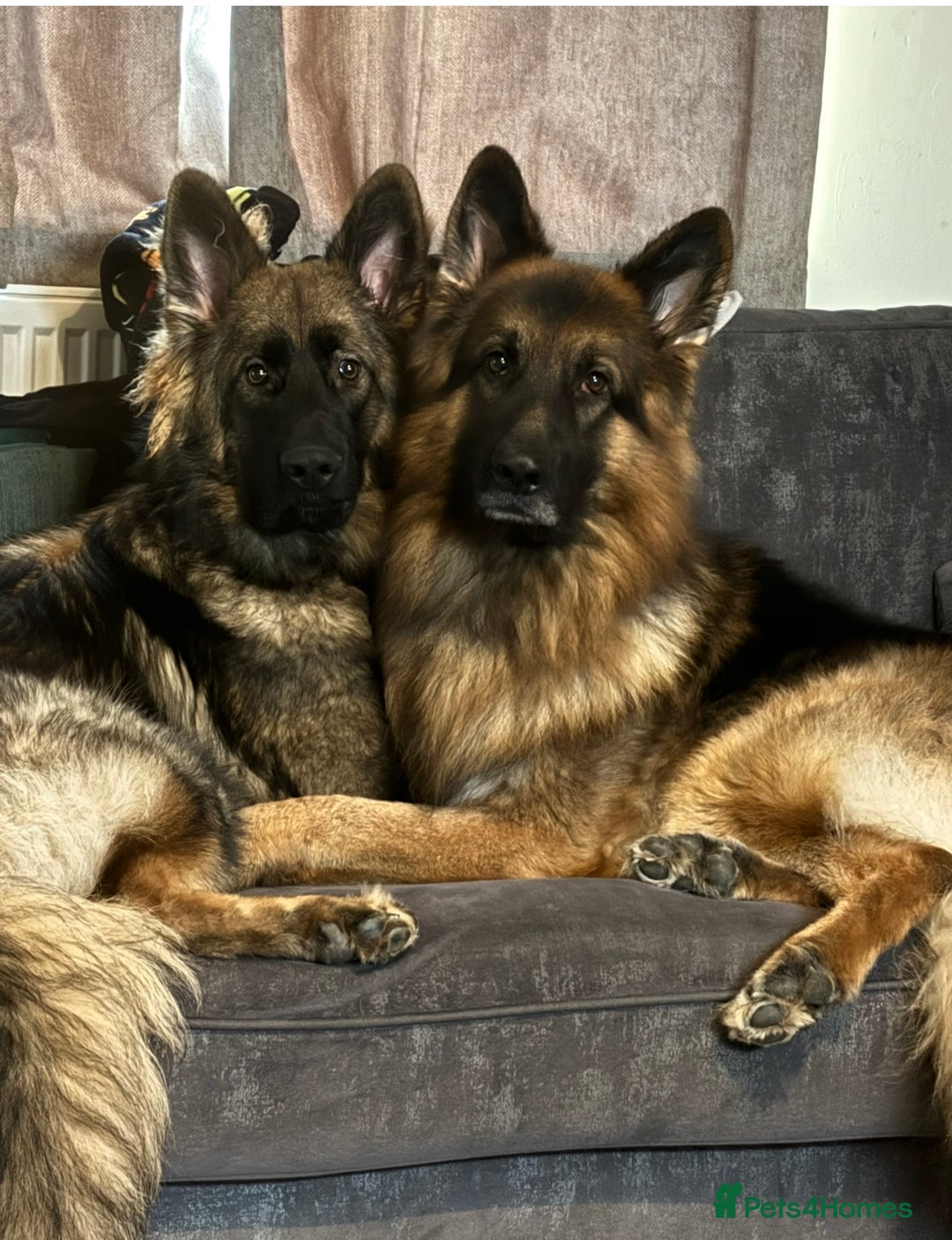 German Shepherd dogs for stud: German Shepherd For Stud - Image 2