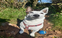 Jack Russell dogs for sale: Free jack russell to loving home - Image 4