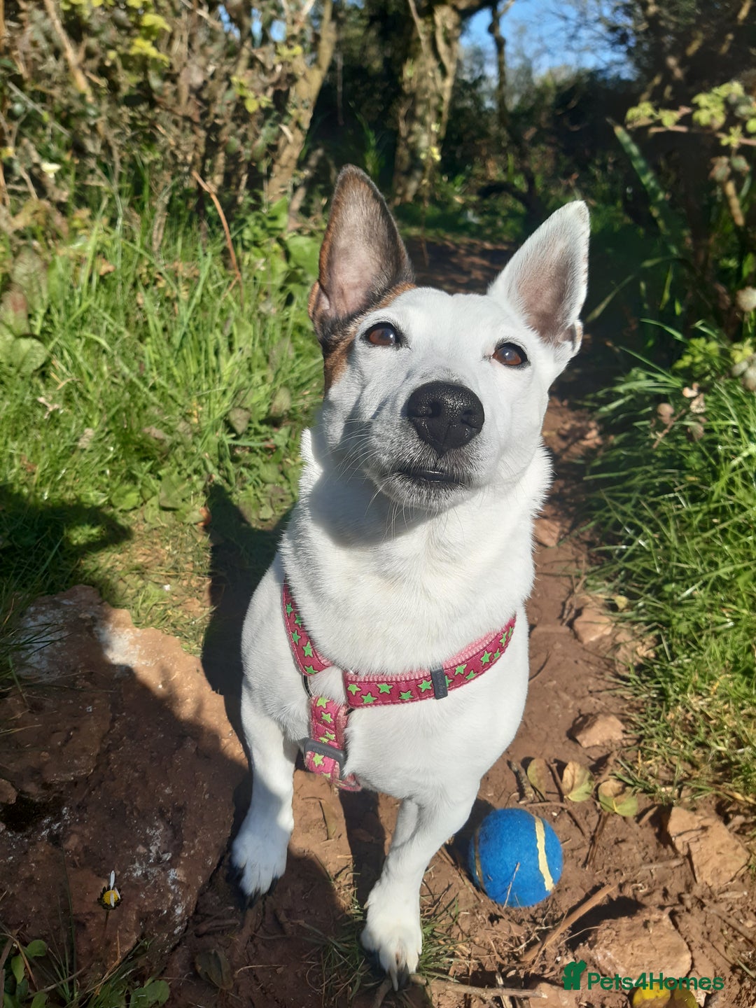 Jack Russell dogs for sale: Free jack russell to loving home - Image 4