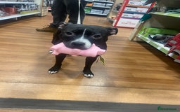 Staffordshire Bull Terrier dogs for sale: Lassie the staffy  - Image 3