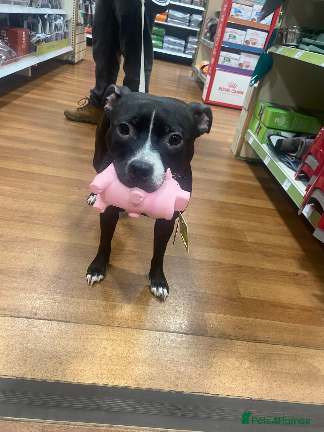 Staffordshire Bull Terrier dogs for sale: Lassie the staffy  - Image 3