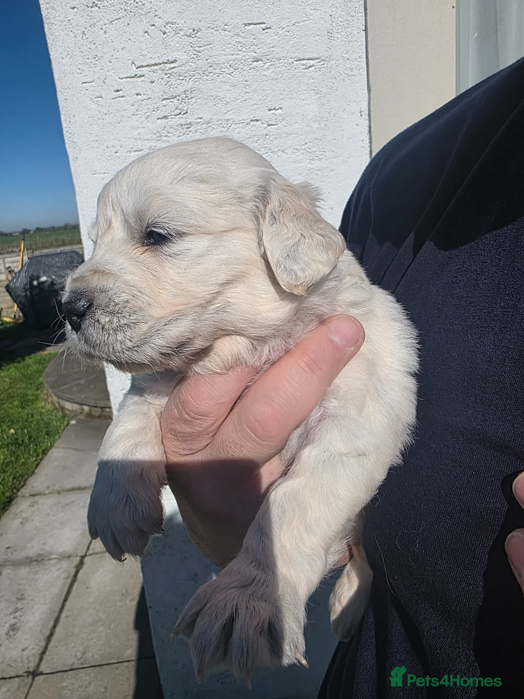 Golden Retriever dogs for sale: Beautiful  pedigree Golden Retreiver puppies in Leyland - Advert 2