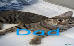 Mixed Breed cats for sale: Pregnant cat due to have babies  - Image 2