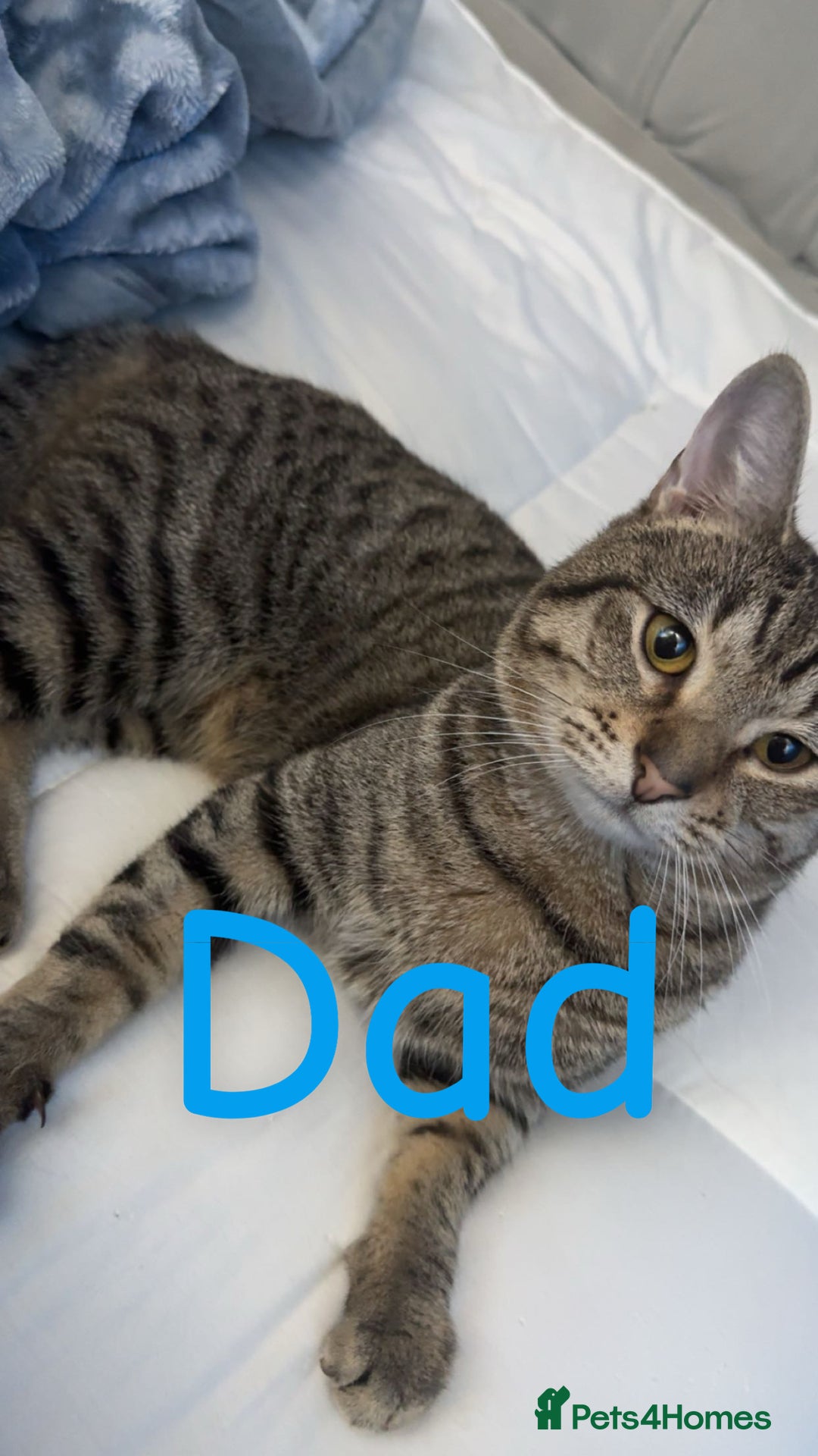 Mixed Breed cats for sale: Pregnant cat due to have babies  - Image 2