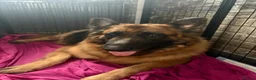 German Shepherd dogs for sale: Long hair German Shepherd  - Advert 1