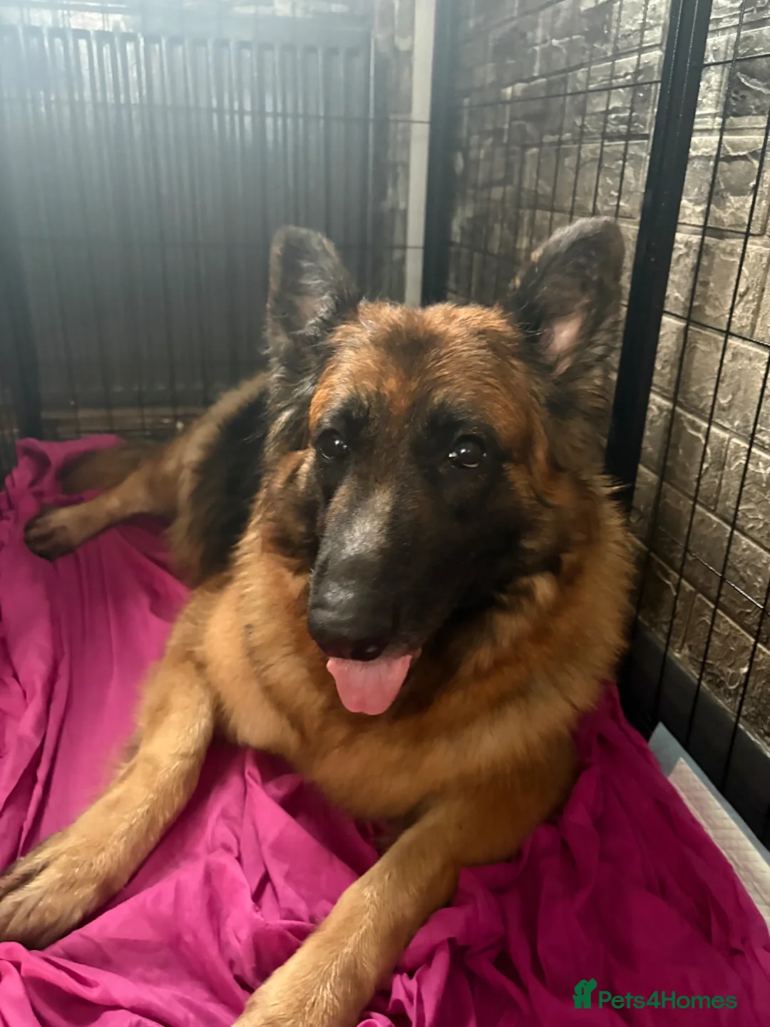 German Shepherd dogs for sale: Long hair German Shepherd  - Advert 1