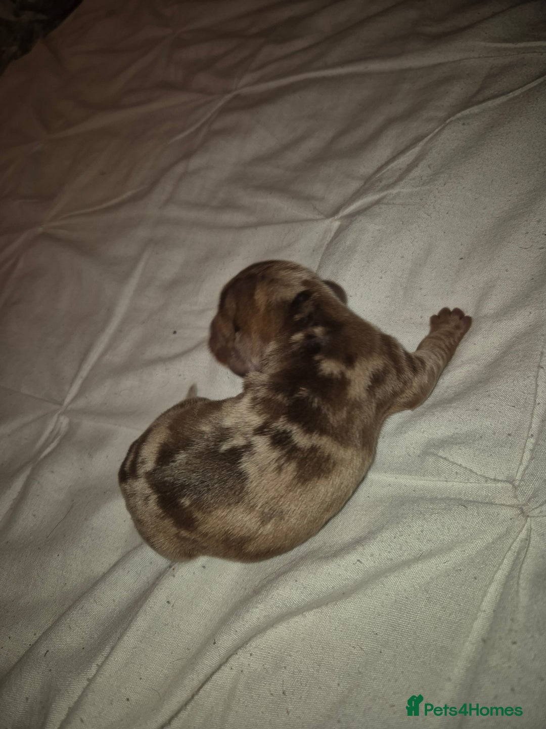 Miniature Dachshund dogs for sale: 🐶 Stunning Miniature Dachshunds ❤️ - Advert 3