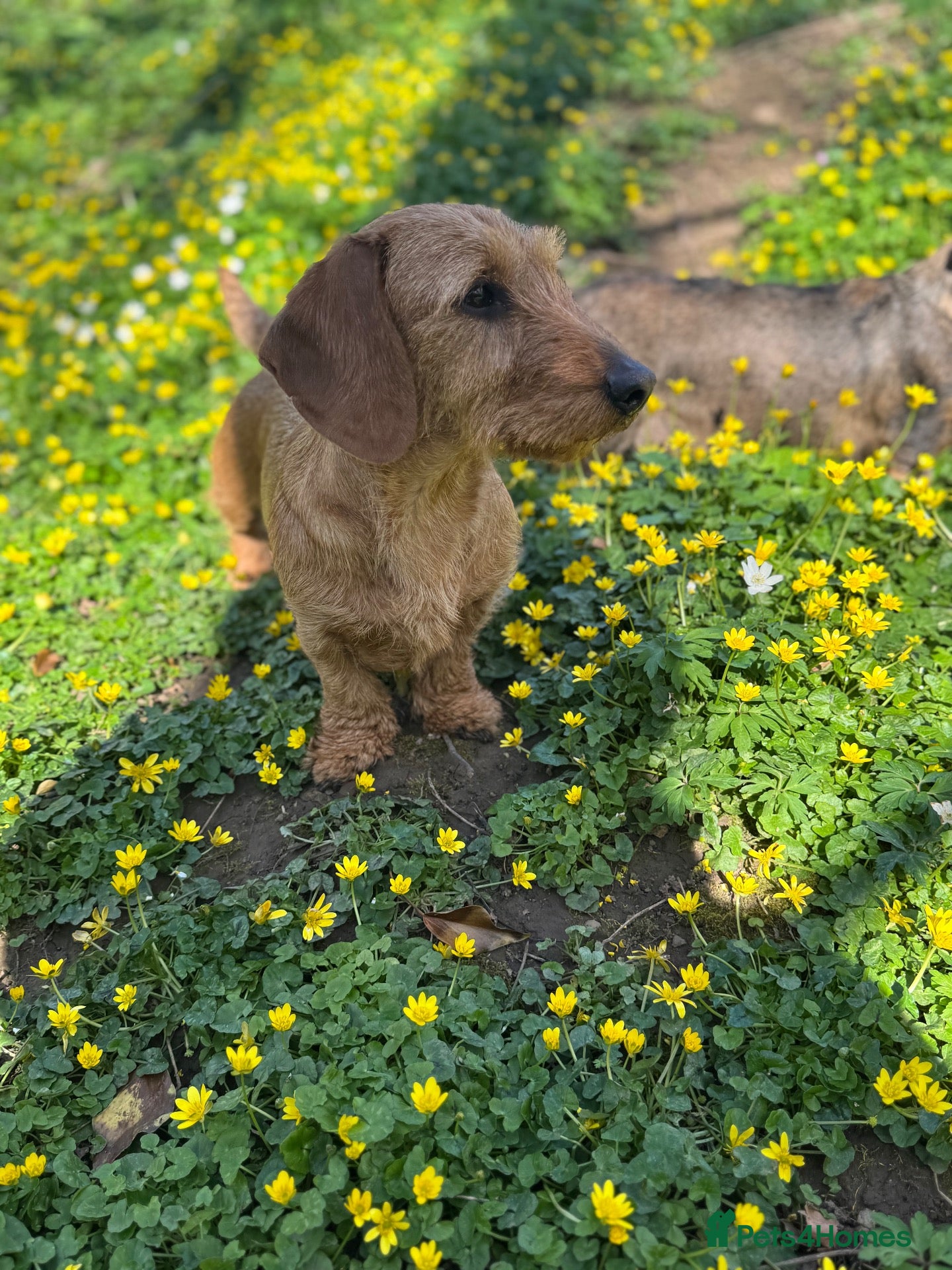 Dachshund dogs KC registered Wirehaired/teckel  - Advert 2