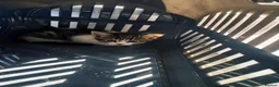 Mixed Breed cats for sale: Lovely kittens for a good home in Durham - Advert 2