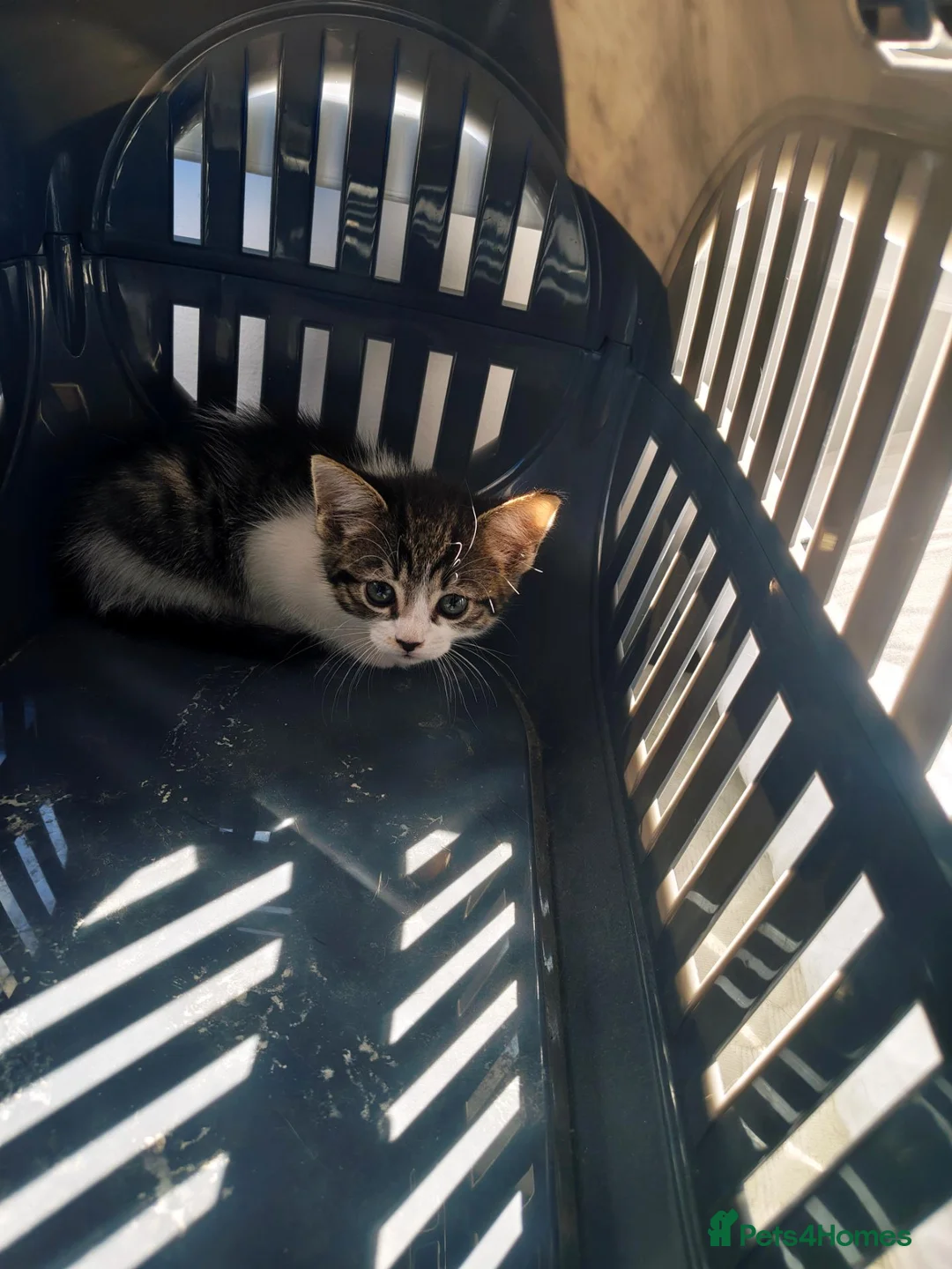 Mixed Breed cats for sale: Lovely kittens for a good home in Durham - Advert 2