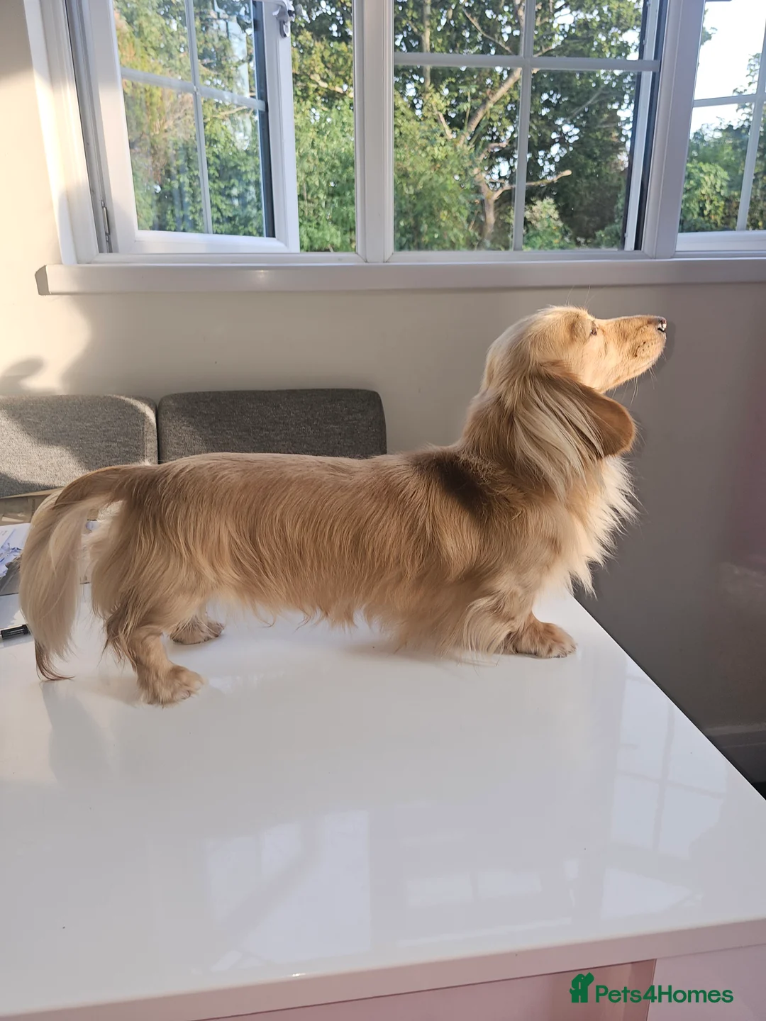 Miniature Dachshund dogs for stud: Dna and ivdd screened Mini Dachshund  in Southampton - Advert 14