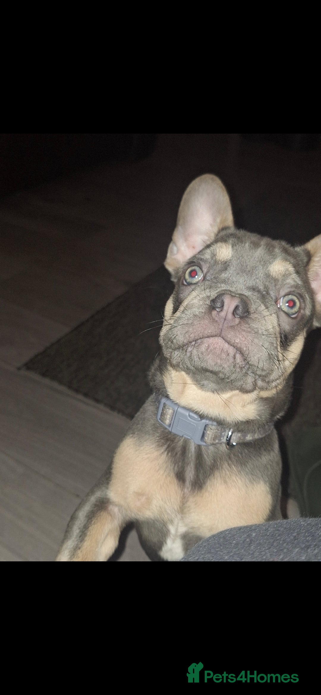 French Bulldog dogs for sale: 15 month old French bulldog, lilac and tan - Advert 2