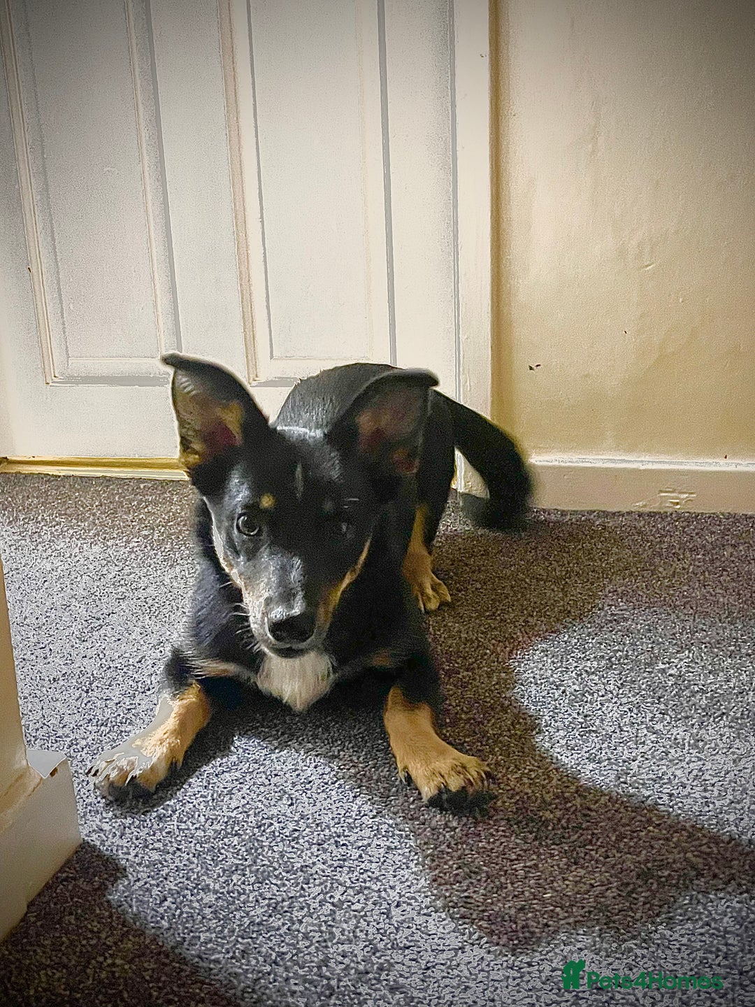 Mixed Breed dogs for sale: Female Corgi Collie mix - Advert 6