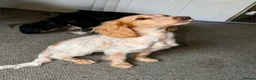 Cocker Spaniel dogs for sale: Stunning cocker spaniel  - Advert 4