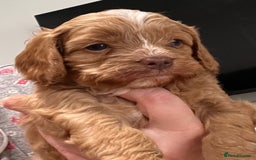 Cavapoo dogs for sale: Cavapoo crossed cavapoo f2 toy puppies - Image 12