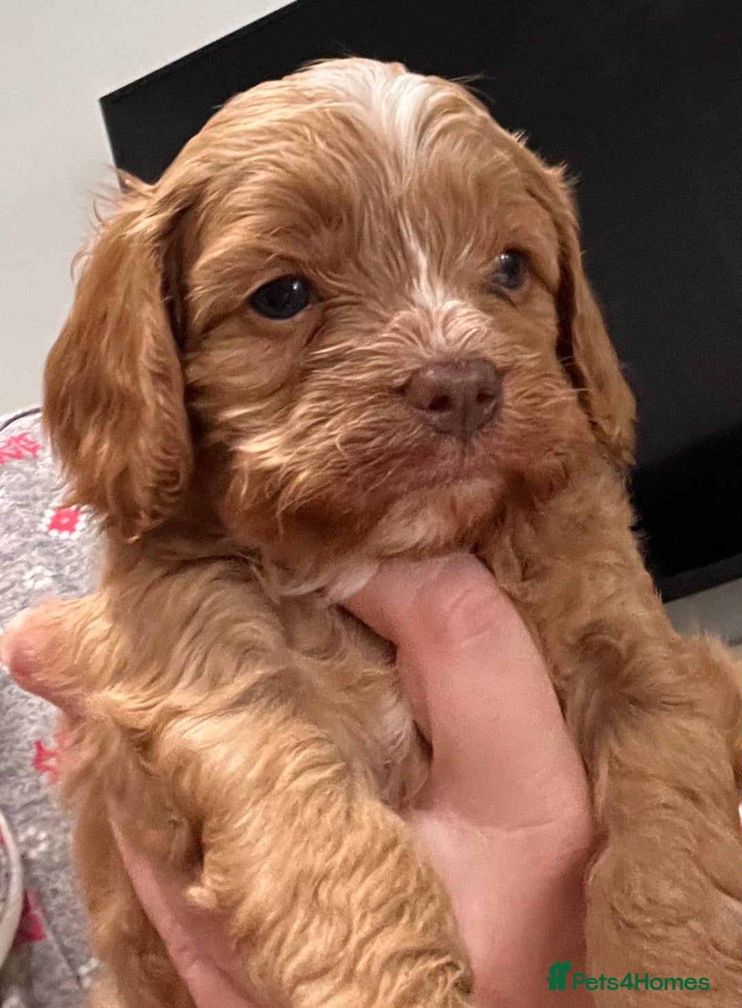 Cavapoo dogs for sale: Cavapoo crossed cavapoo f2 toy puppies - Image 12
