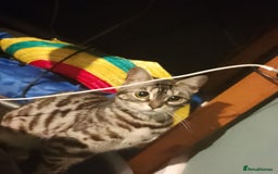 Bengal cats for sale: Pixie female Bengal  - Image 4