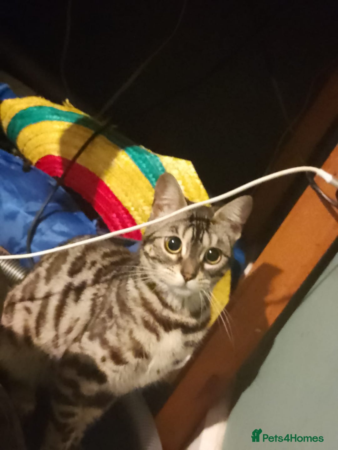 Bengal cats for sale: Pixie female Bengal  - Image 4