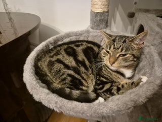 Domestic Shorthair cats - Advert 25