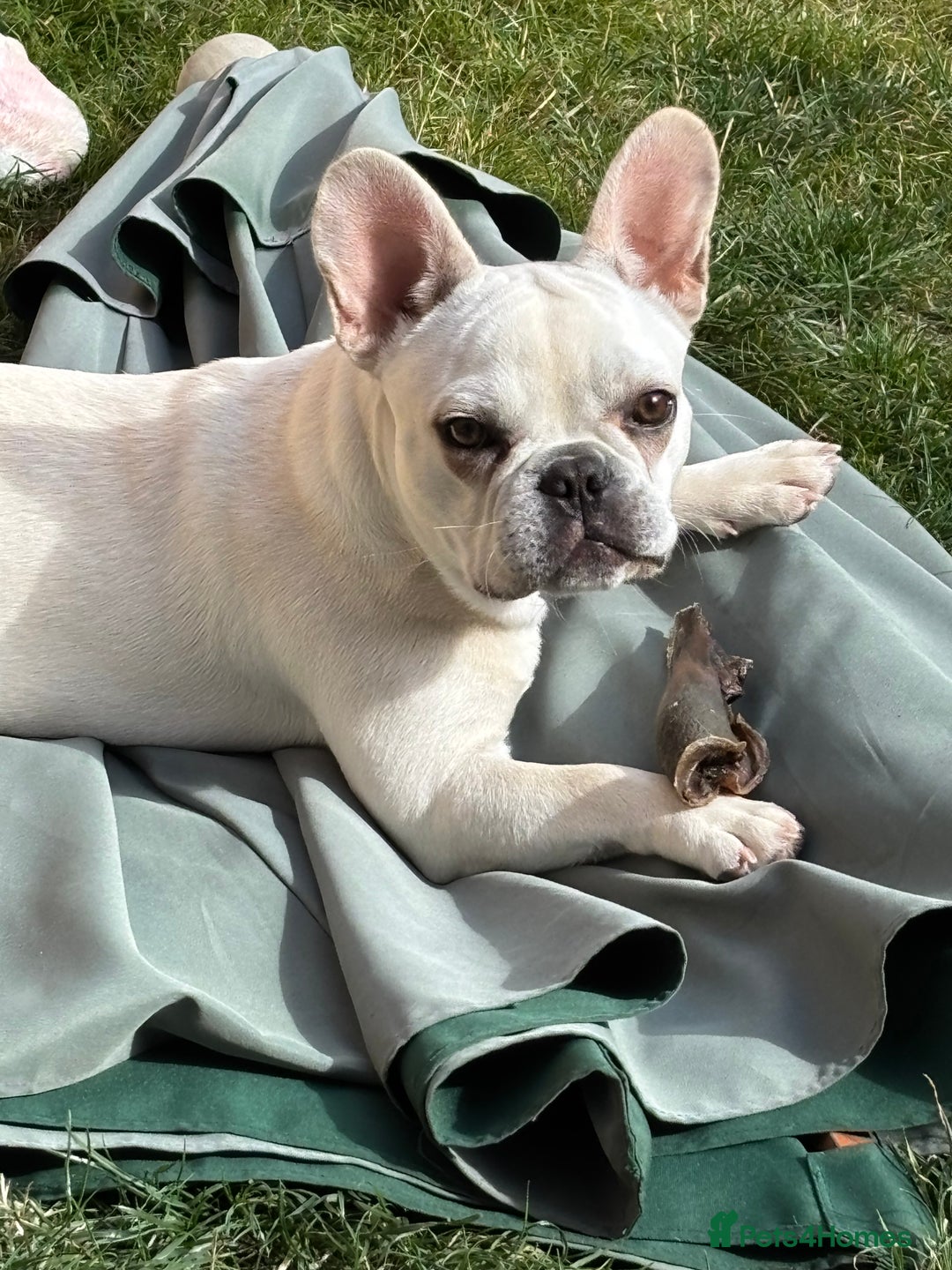 French Bulldog dogs for sale: 7 month old Margo  - Image 5