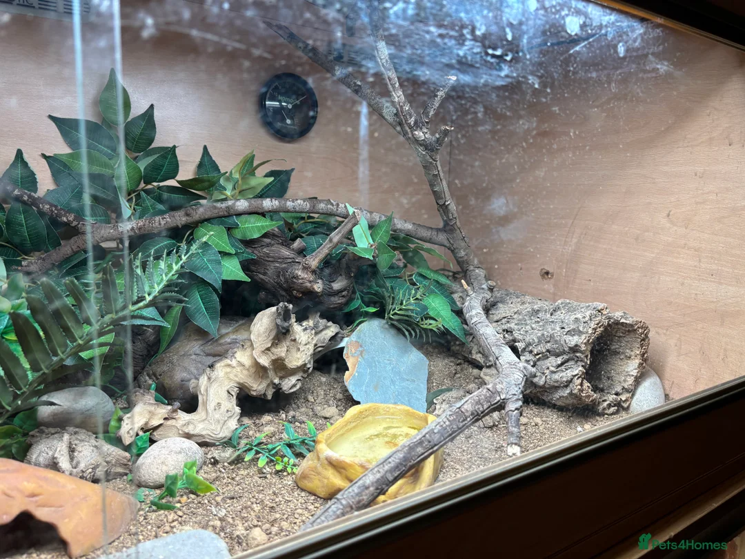 Leopard Gecko reptiles for sale: Female leopard Gecko and full set up  - Advert 6