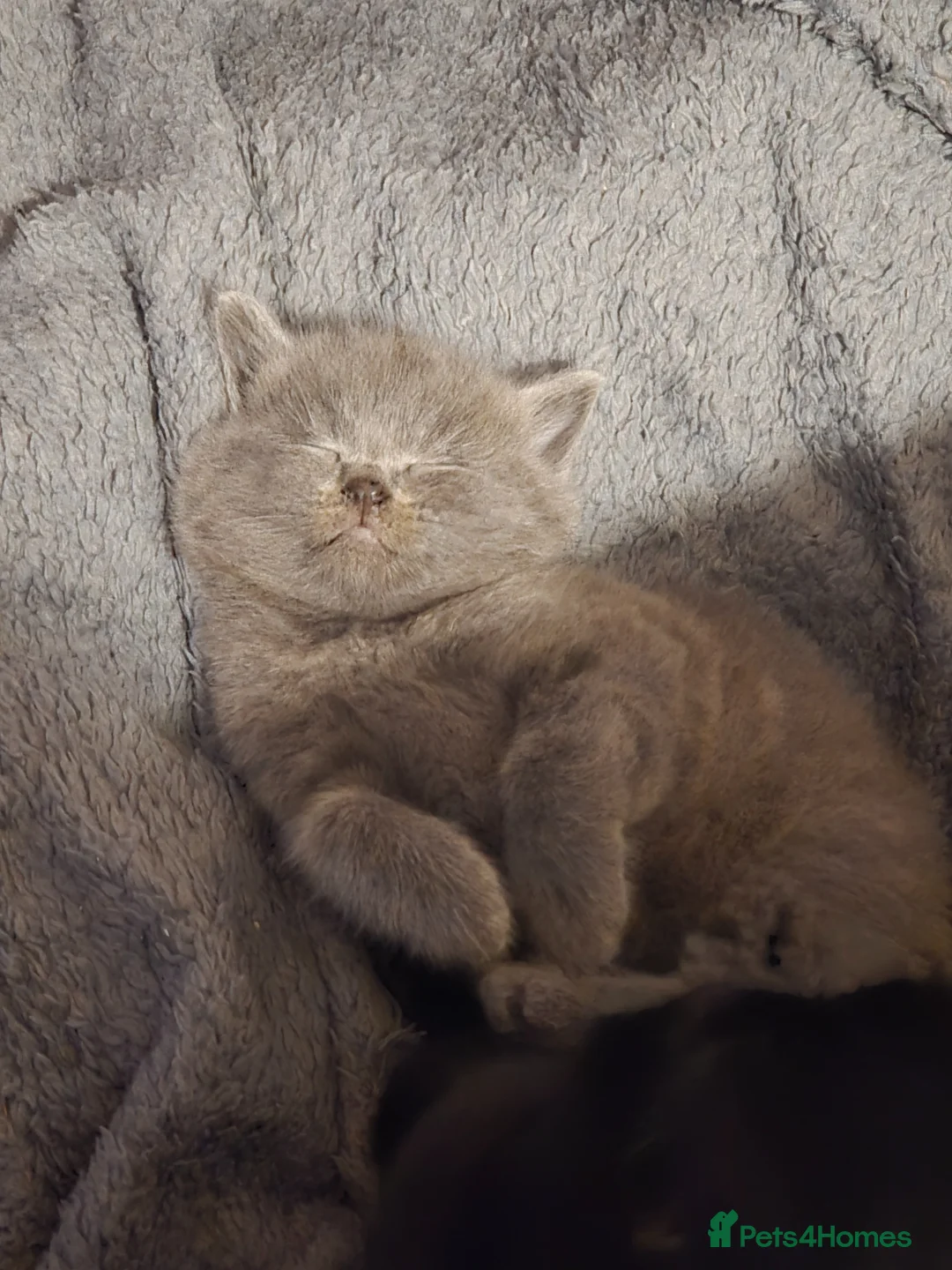 Persian cats for sale: Grey kitten only - Advert 8