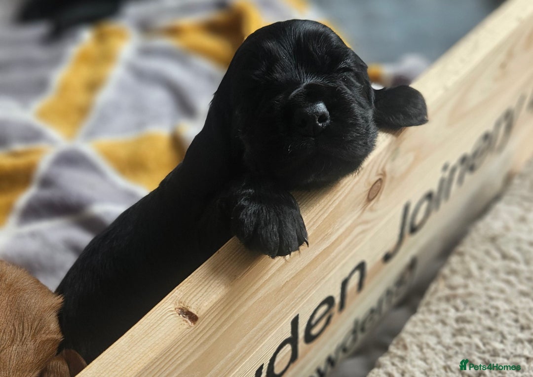 Cocker Spaniel dogs for sale: Cocker spaniel - Image 3