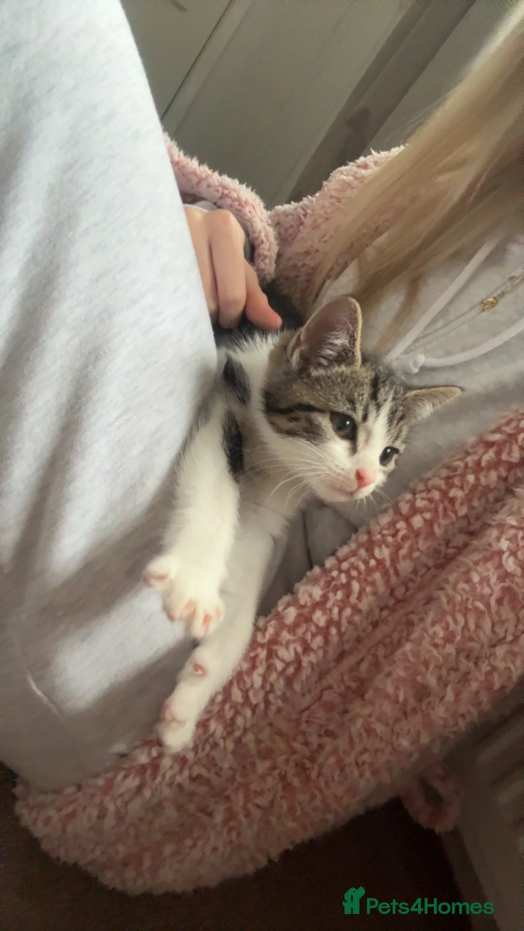 Mixed Breed cats for sale: Tabby kitten for sale  in Keighley - Advert 1
