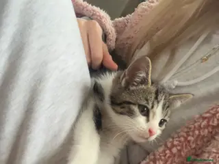 Mixed Breed cats Tabby kitten for sale in Keighley - Advert 1