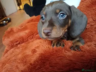 Dachshund dogs 7 beautiful chocolate dachshund puppies - Advert 8