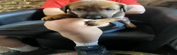 Mixed Breed dogs for sale: Dobermann  - Advert 3