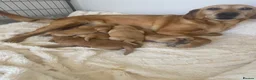 Goldador dogs for sale: Gorgoeus Goldador’s Health tested  - Advert 5