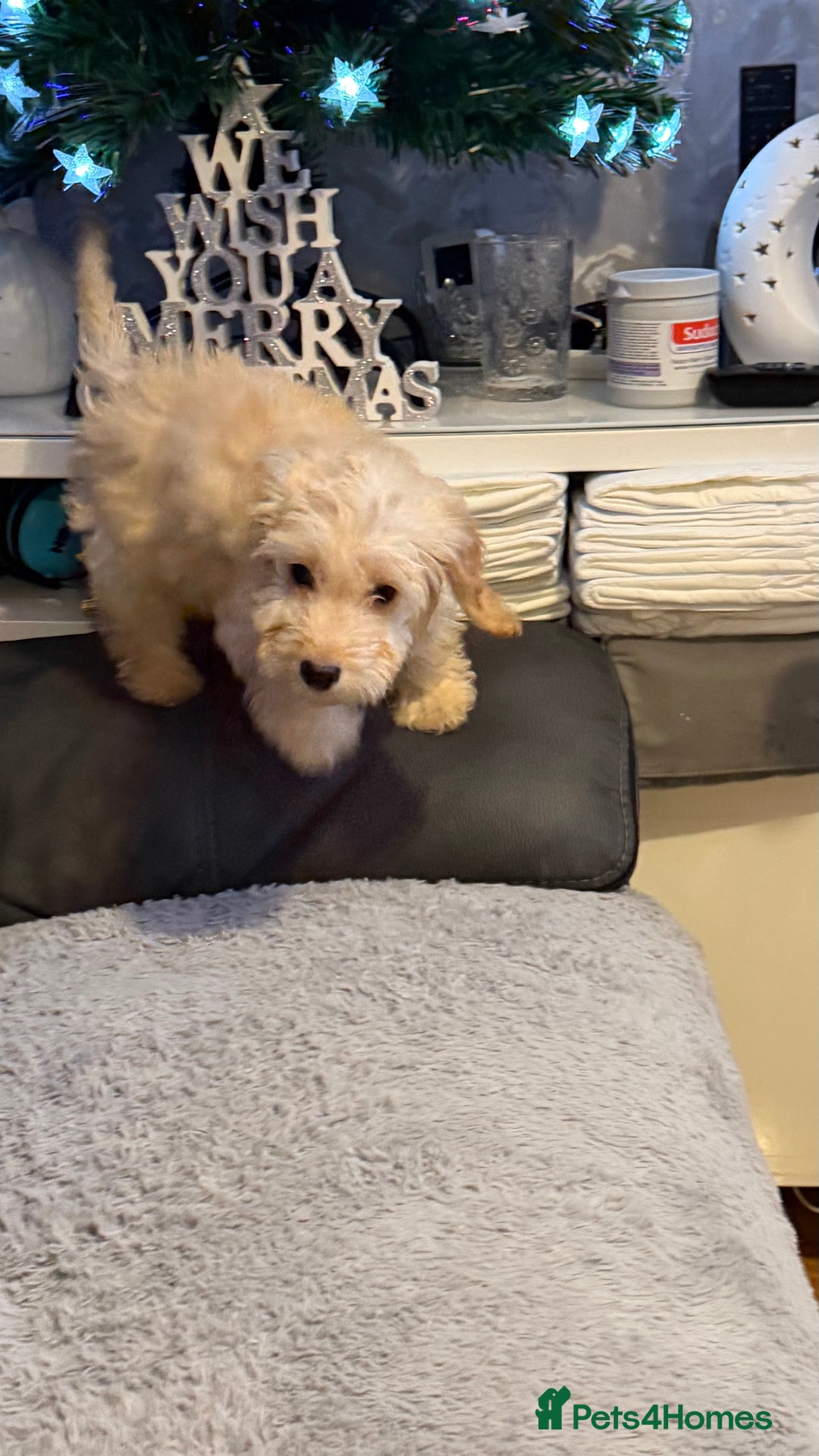 Cockapoo dogs for sale: Male Cockerpoo  - Advert 5