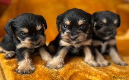 Mixed Breed dogs for sale: SCHNAVALIER PUPPIES  - Image 9