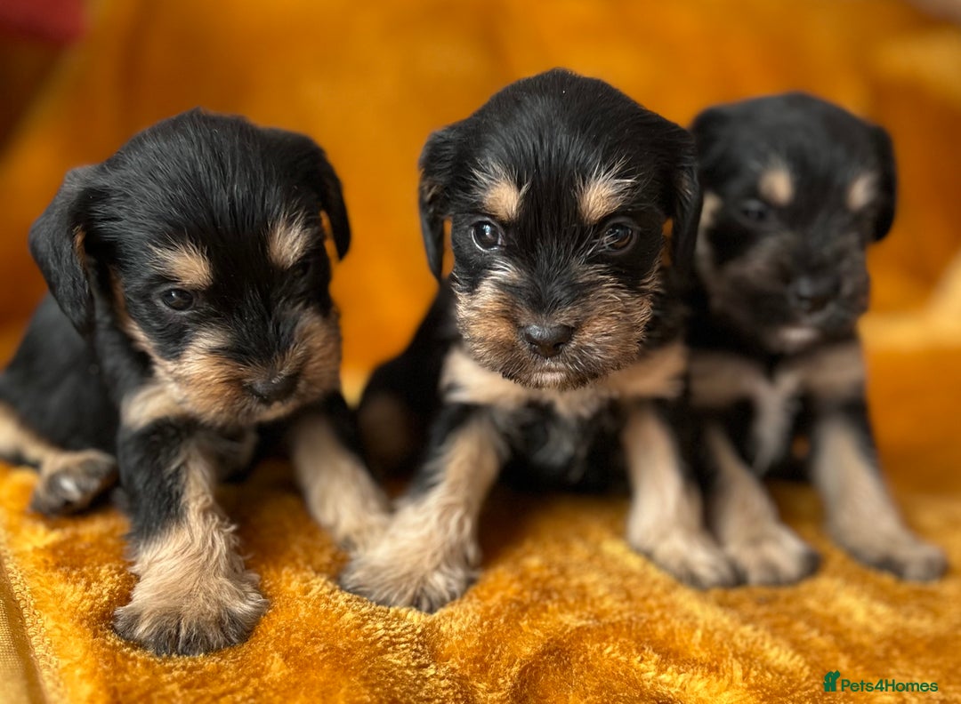 Mixed Breed dogs for sale: SCHNAVALIER PUPPIES  - Image 9